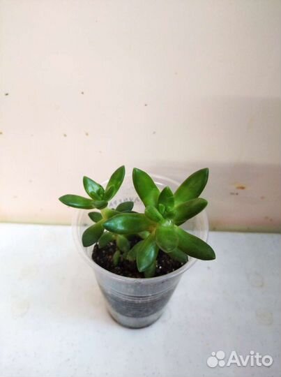 Суккуленты