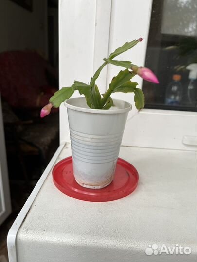 Декабрист розовый