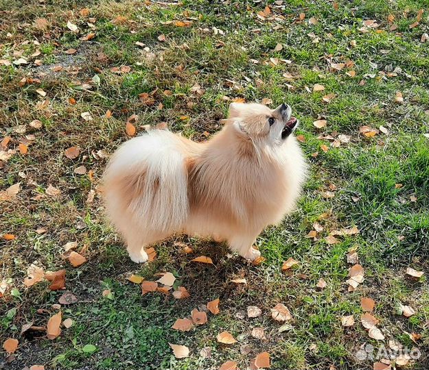 Немецкий шпиц