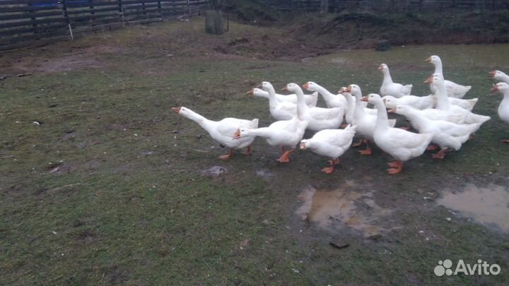 Здоровая еда