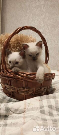 Сиамские котята