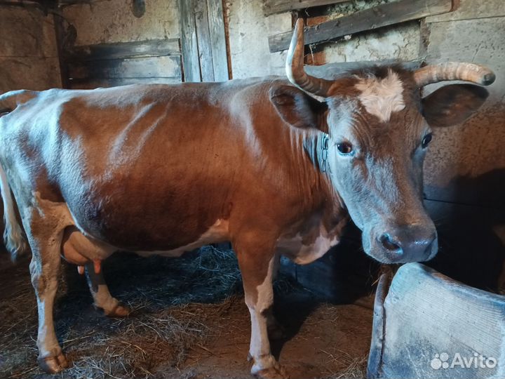 Коровы дойные с телятами