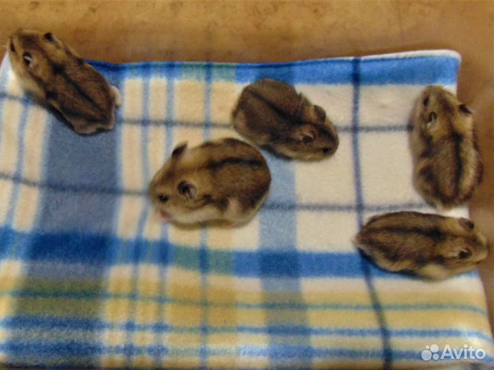 Джунгарские хомяки разноцветные - питомник, клетки