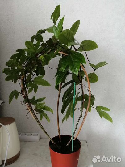 Пассифлора