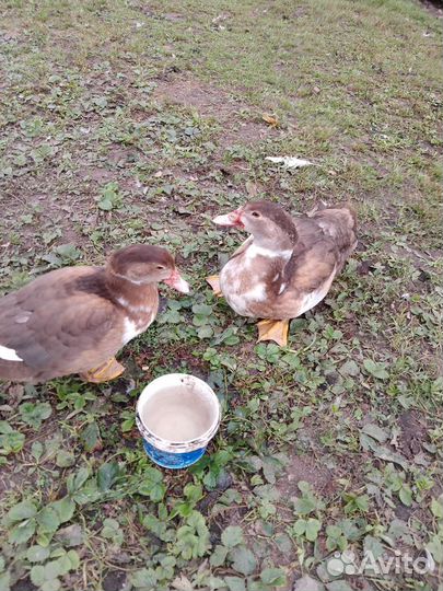 Селезень индоутки