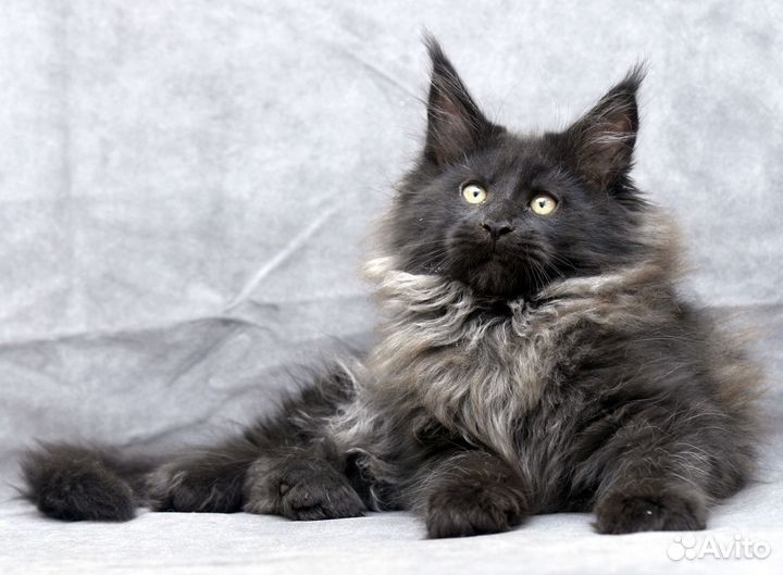 Котята мейн кун серебрянные и черный дым