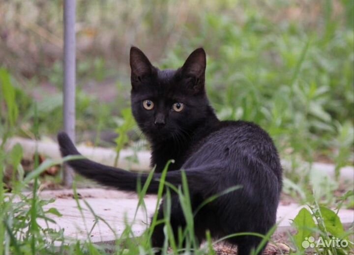 3 кота - 3 хвоста