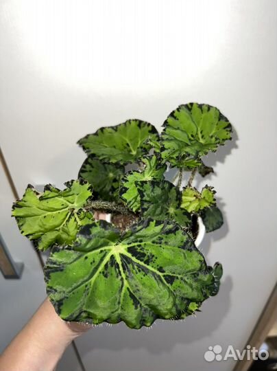 Бегония тигровая