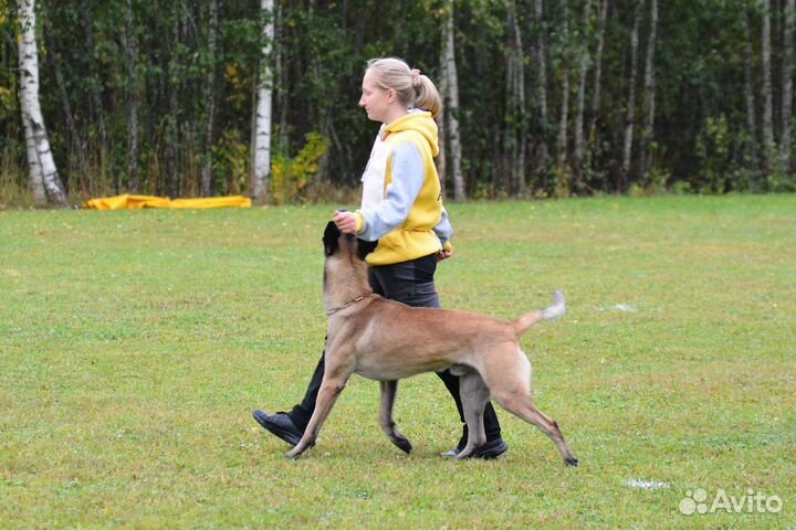 Инструктор по дрессировке собак, Кинолог