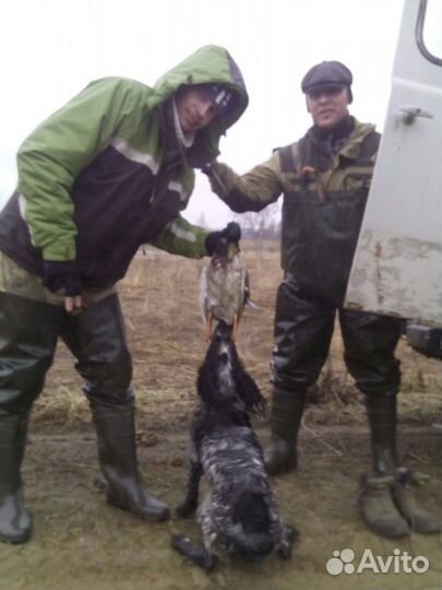 Вязка, спаниель охотник