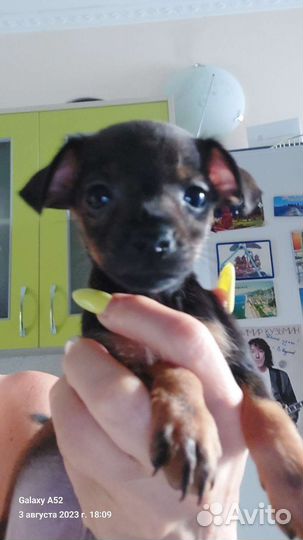 Мальчики тойчики