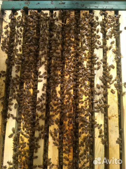 Пчелосемьи