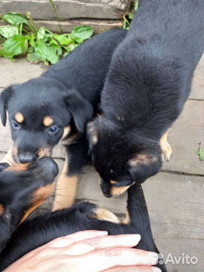 Отдам щенков