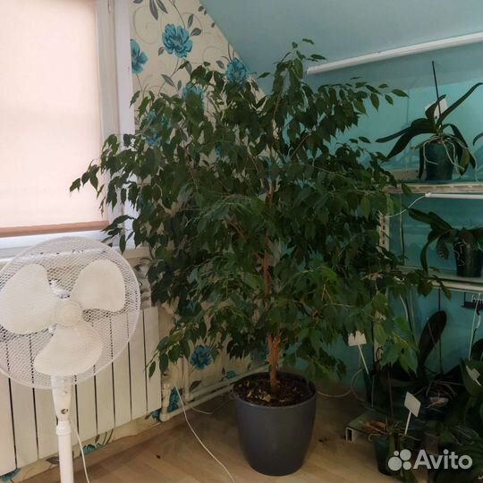 Фикус бенджамина большой