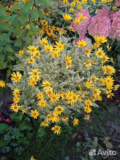 Гелиопсис вариегатный