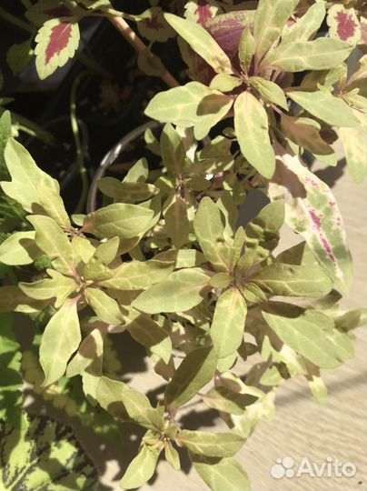 Колеусы сортовые