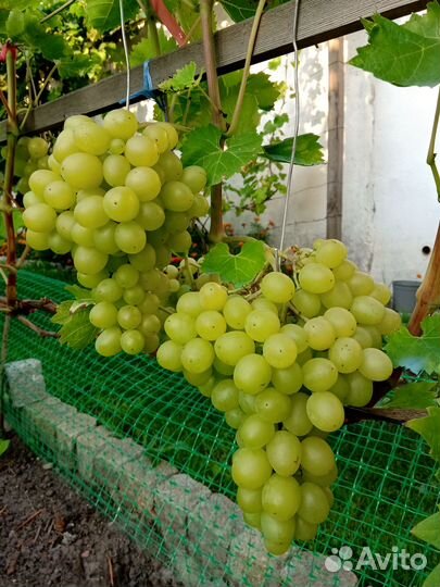 Саженцы винограда
