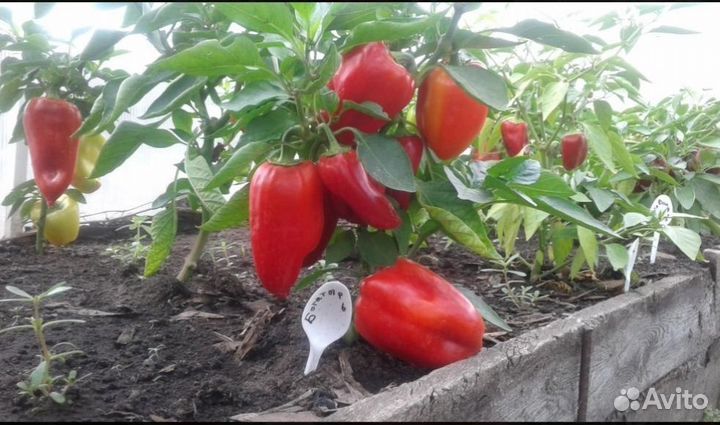 Рассада перца калифорнийское чудо