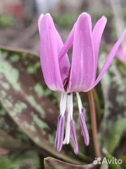 Кандык (эритрониум)