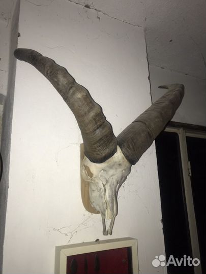 Голова с рогами Тур