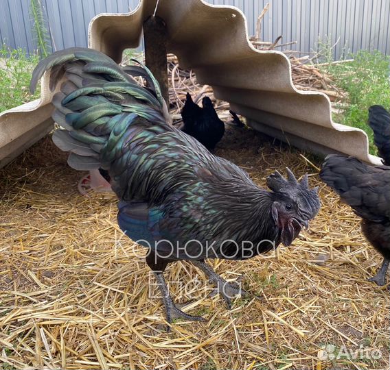 Петух ухейилюй