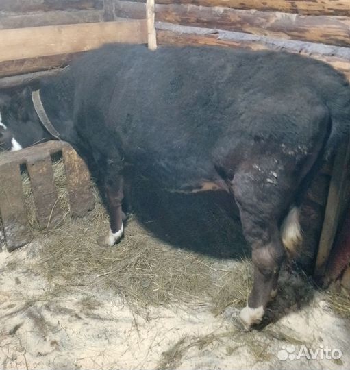 Тёлка 11 мес