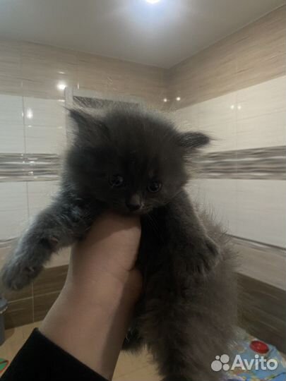 Котята в добрые руки бесплатно