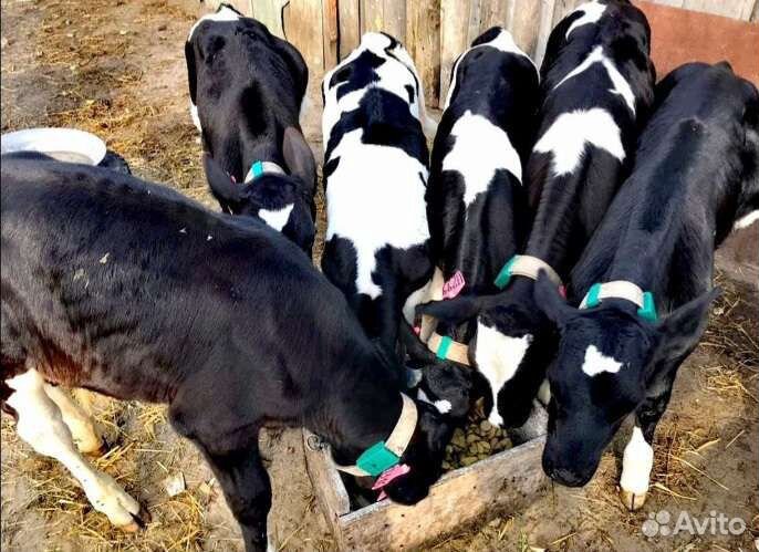 Телята бычки