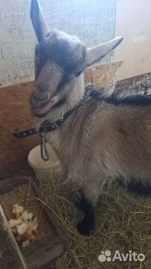 Чешский козел