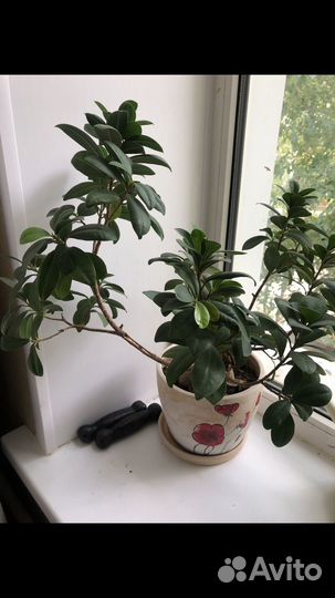 Фикус Джинсенг