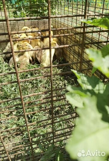 Индоутята тяжёлых линий, двух недельные