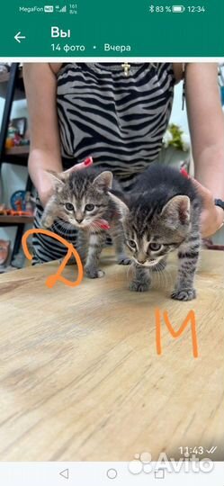 Котятки 1,5 мес