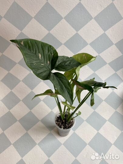 Сингониумы