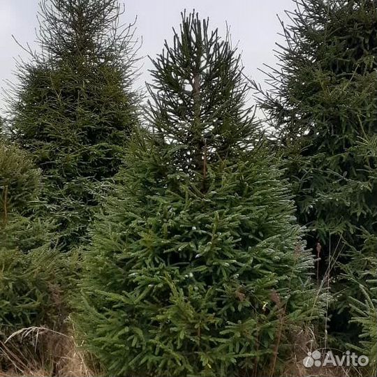 Ель сибирская extra 360-380см
