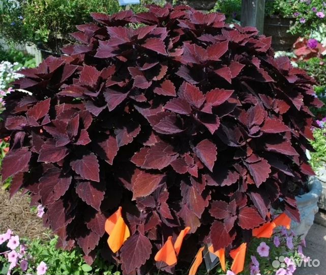 Колеус Фауст