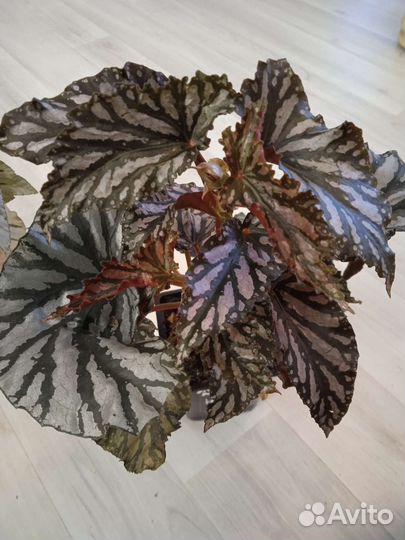 Бегония тростниковая