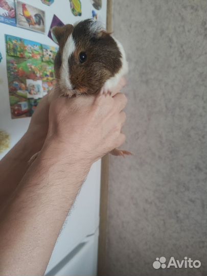 Морская свинка девочка