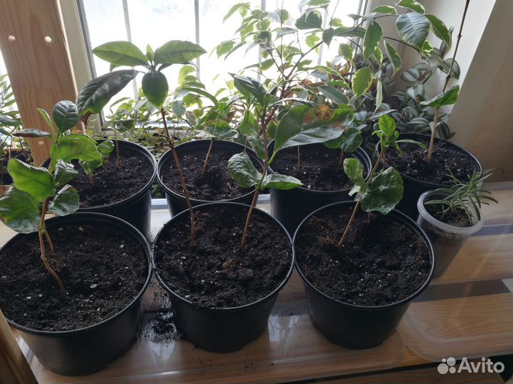 Кофе арабика