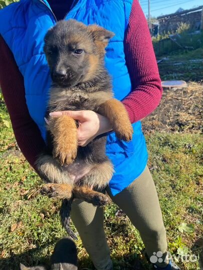 Щенки немецкой овчарки