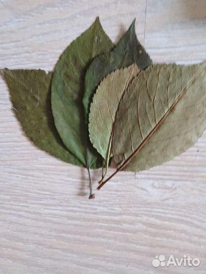 Листья вишни сушеные и свежие