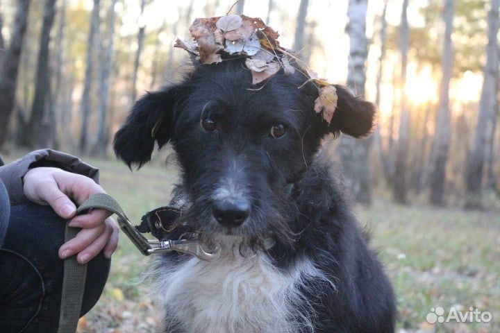 Собака кобель