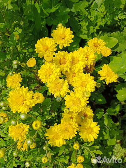 Кустики хризантемы