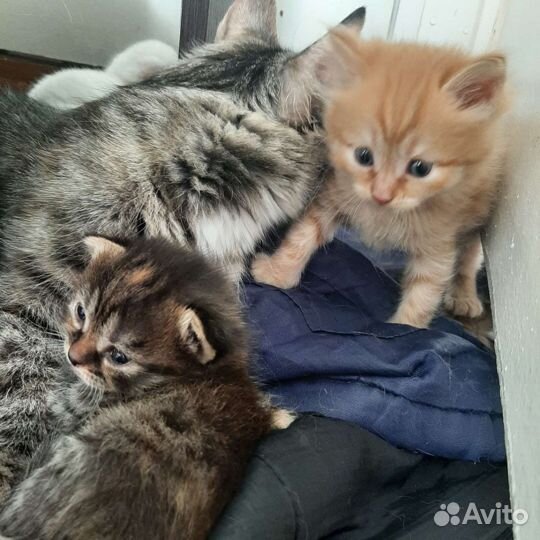 Отдам котят в добрые руки