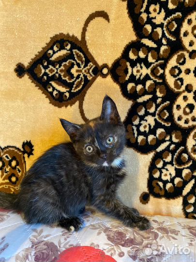 Котята-девочки бесплатно