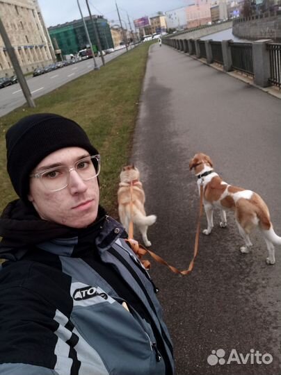 Выгул собак