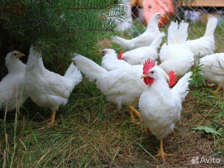 Куры несушки