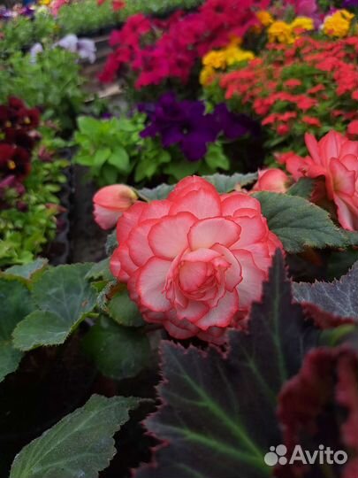 Бегония клубневая