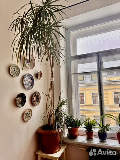 Пальма Драцена Высокая больше 2 м