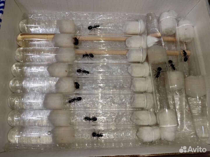 Муравьи messor structor