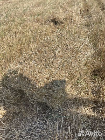 Сено солома в тюках